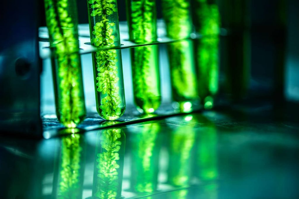 Microalgae in laboratory tubes